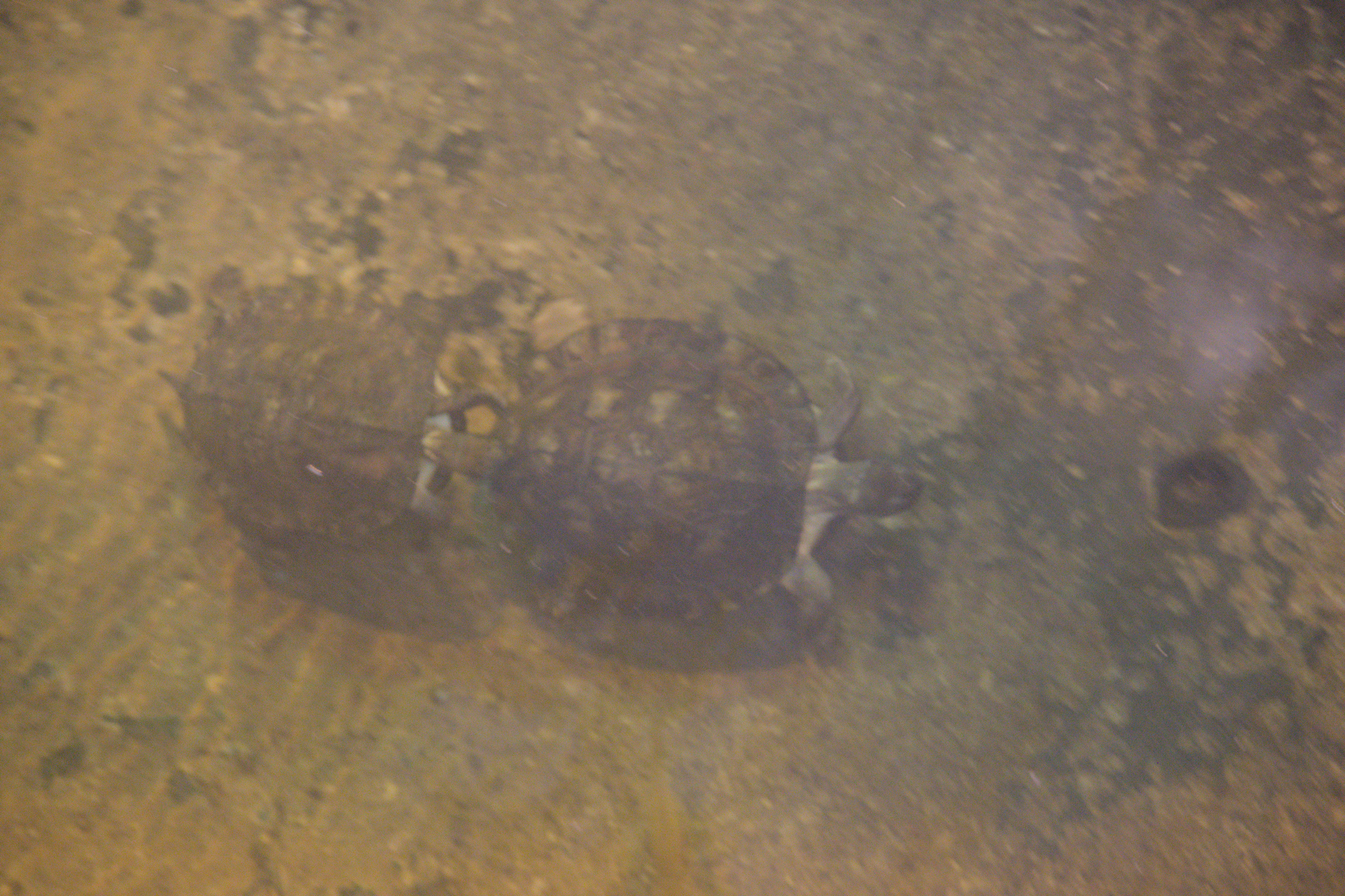 2025/10/12 - zoo/DSC_0141.jpg